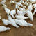50多天白鸭，均重6.5斤-7斤，价格随行就市