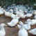 50多天白鸭，均重6.5斤-7斤，价格随行就市