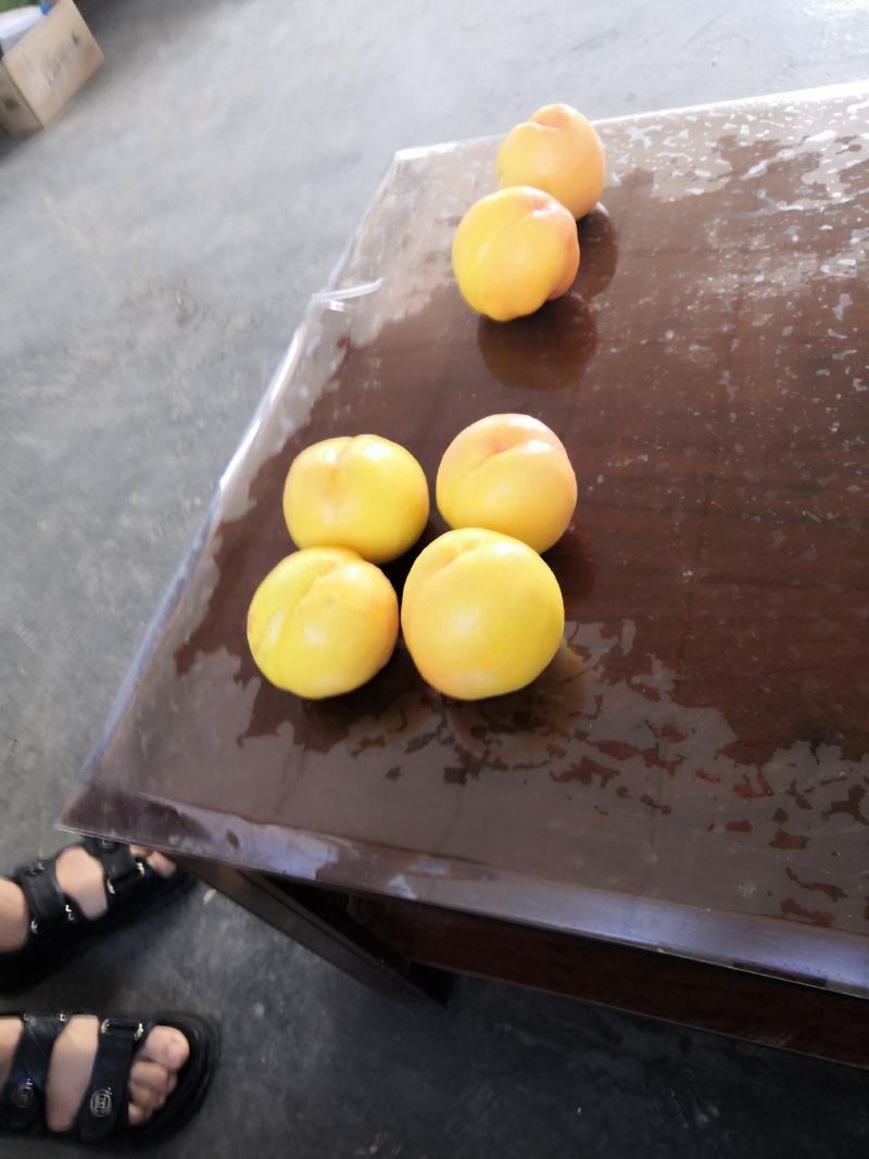 辽宁绥中精品中油八大油桃正在热销中