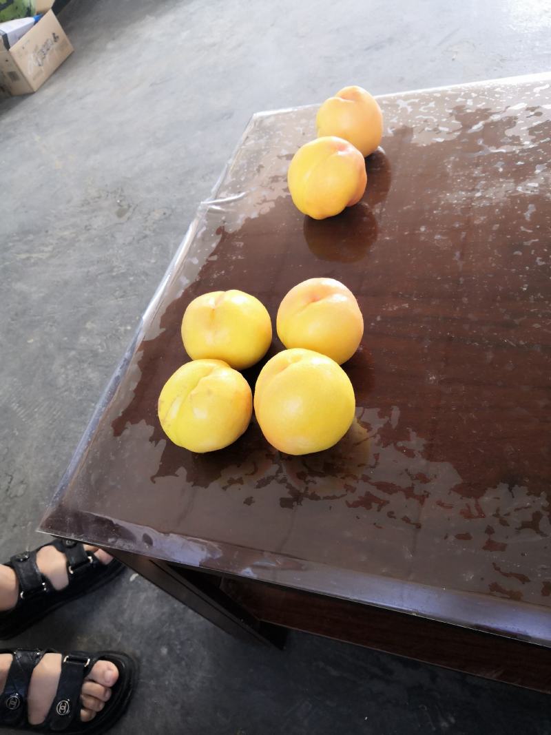辽宁绥中精品中油八大油桃正在热销中