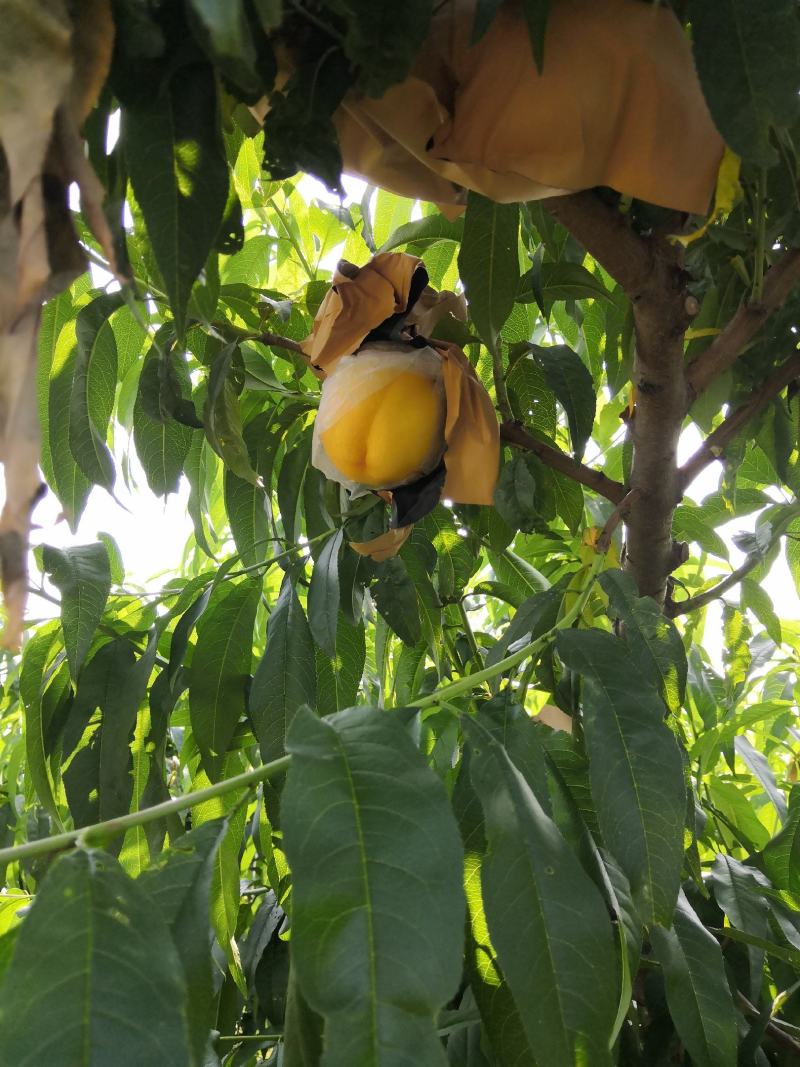 辽宁绥中精品中油八大油桃正在热销中