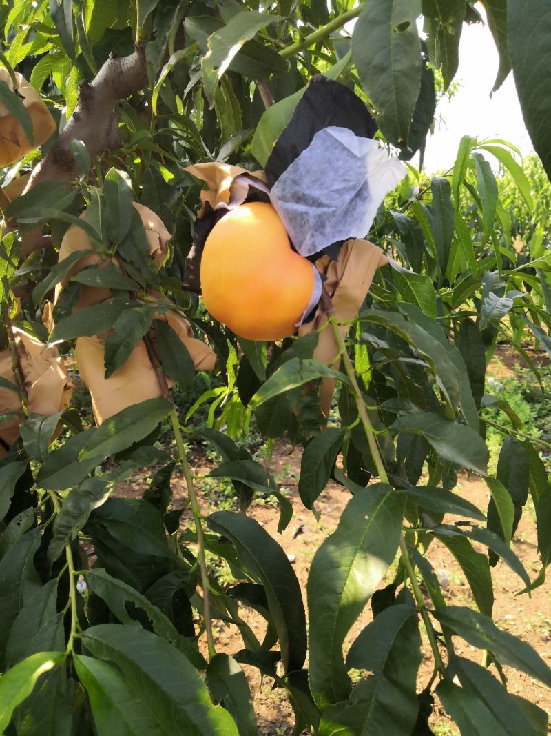 辽宁绥中精品中油八大油桃正在热销中