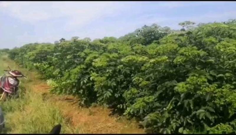 自家种的吴株萸干果有需要的老板请联系