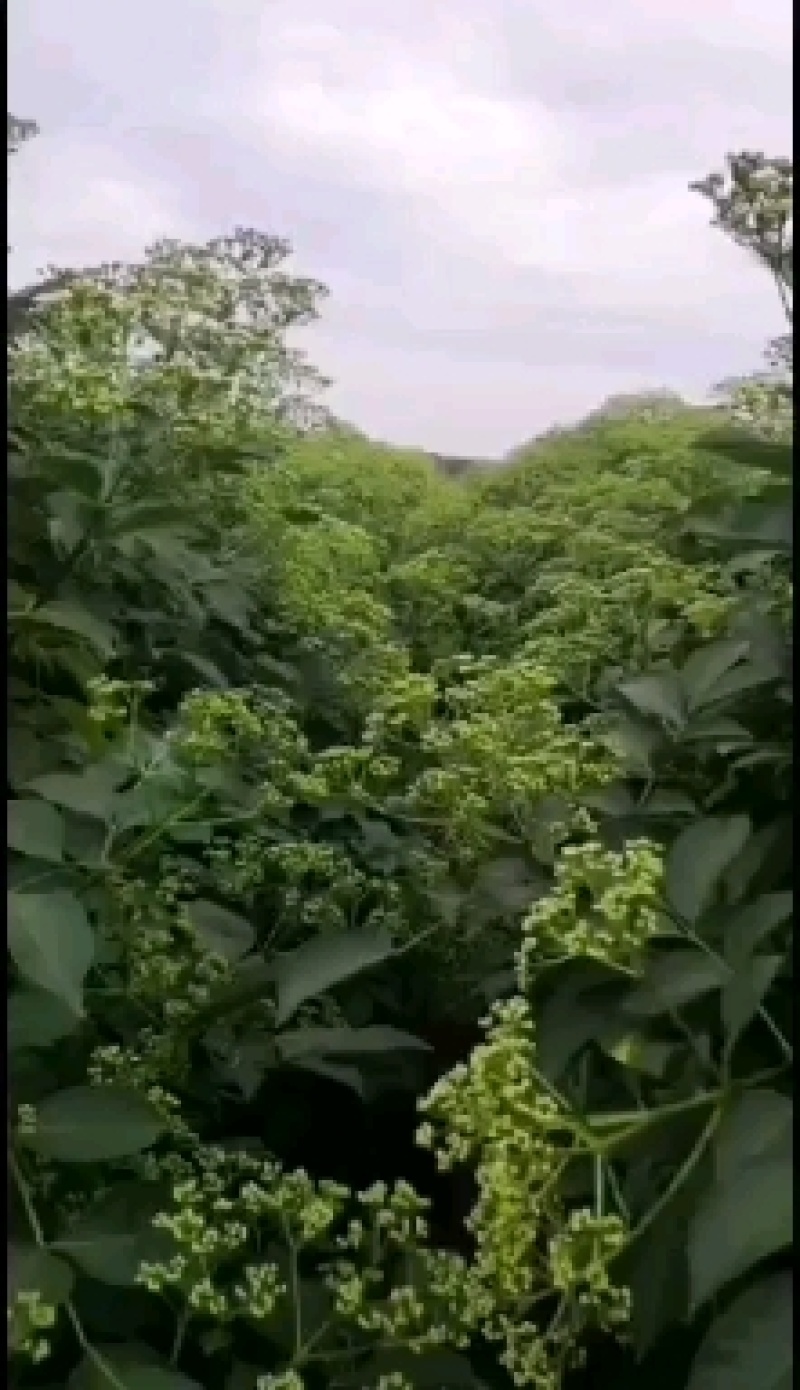 自家种的吴株萸干果有需要的老板请联系