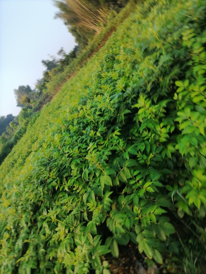 自家种的吴株萸干果有需要的老板请联系