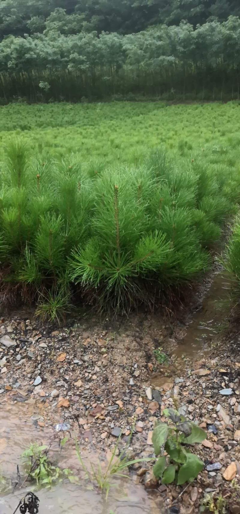 山西油松杯苗。根系发达，耐旱耐寒，成活率高，货源充足。