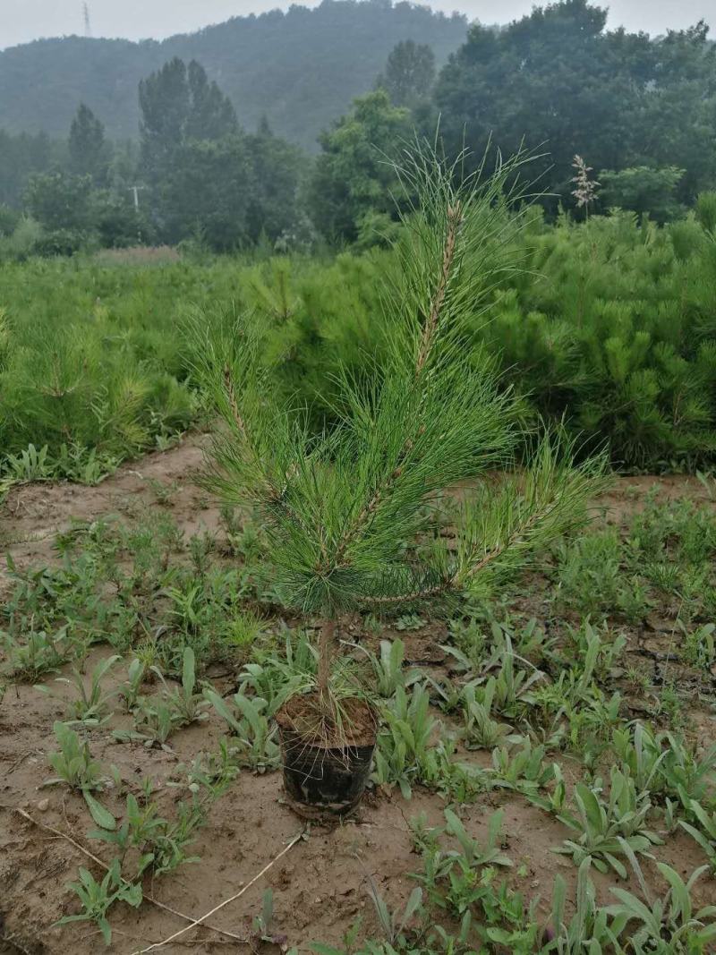 山西油松杯苗。根系发达，耐旱耐寒，成活率高，货源充足。