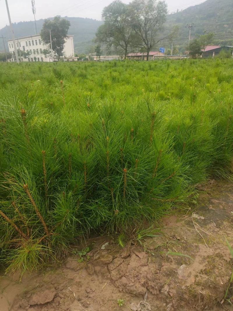 山西油松杯苗。根系发达，耐旱耐寒，成活率高，货源充足。