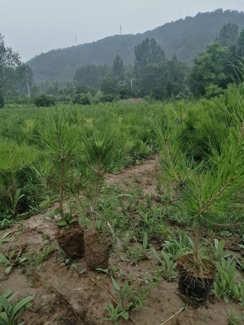 山西油松杯苗。根系发达，耐旱耐寒，成活率高，货源充足。