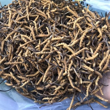 果洛雪山冬虫夏草通货大中小都有价格优惠