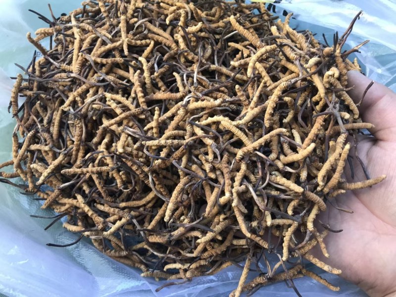 果洛雪山冬虫夏草通货大中小都有价格优惠