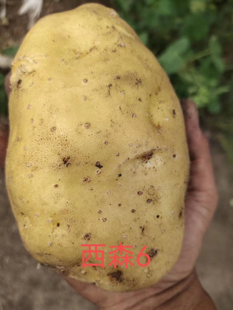 双城市尤金885土豆大量上市啦
