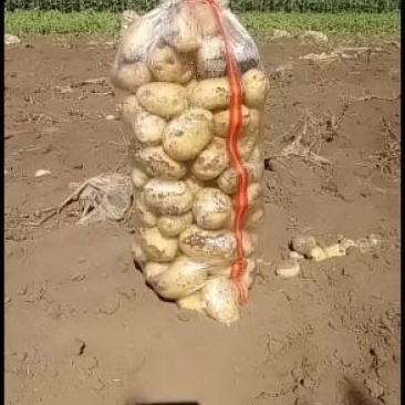 双城市尤金885土豆大量上市啦