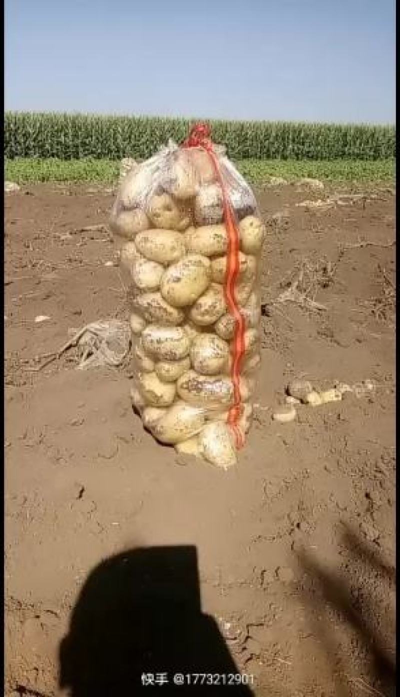 双城市尤金885土豆大量上市啦