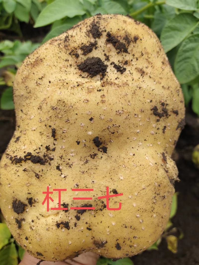 双城市尤金885土豆大量上市啦