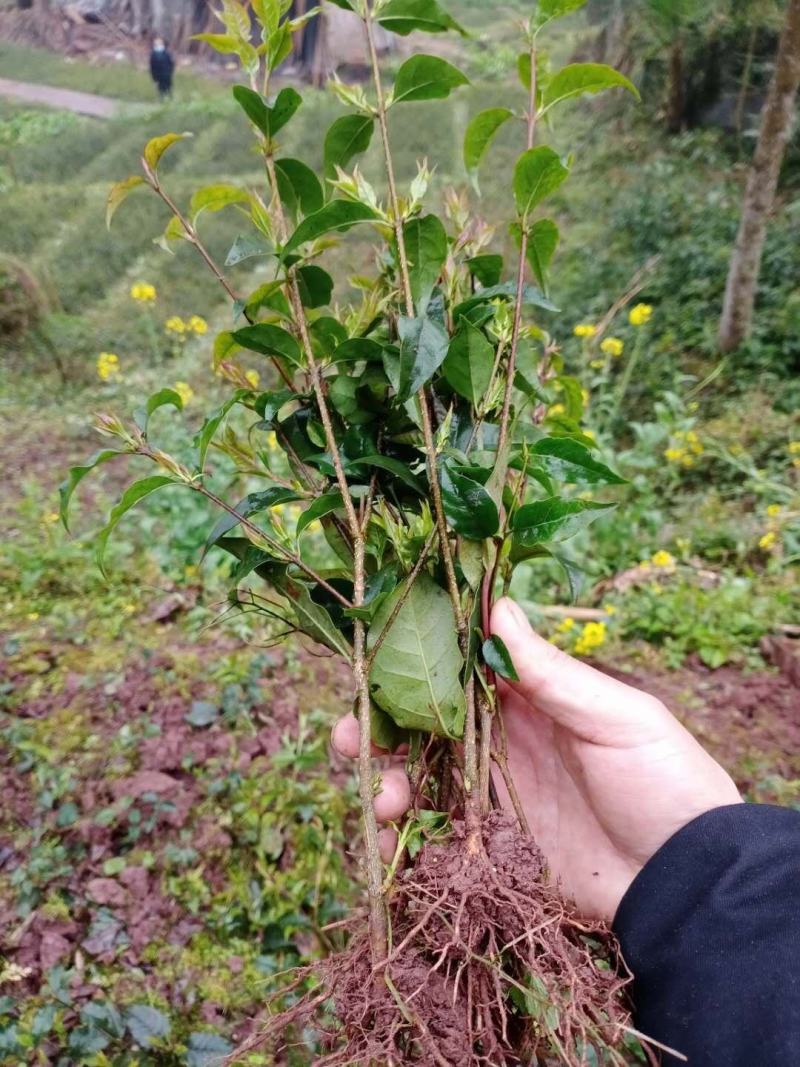 小叶苦丁茶苗扦插苗，要的赶紧，数量不多！