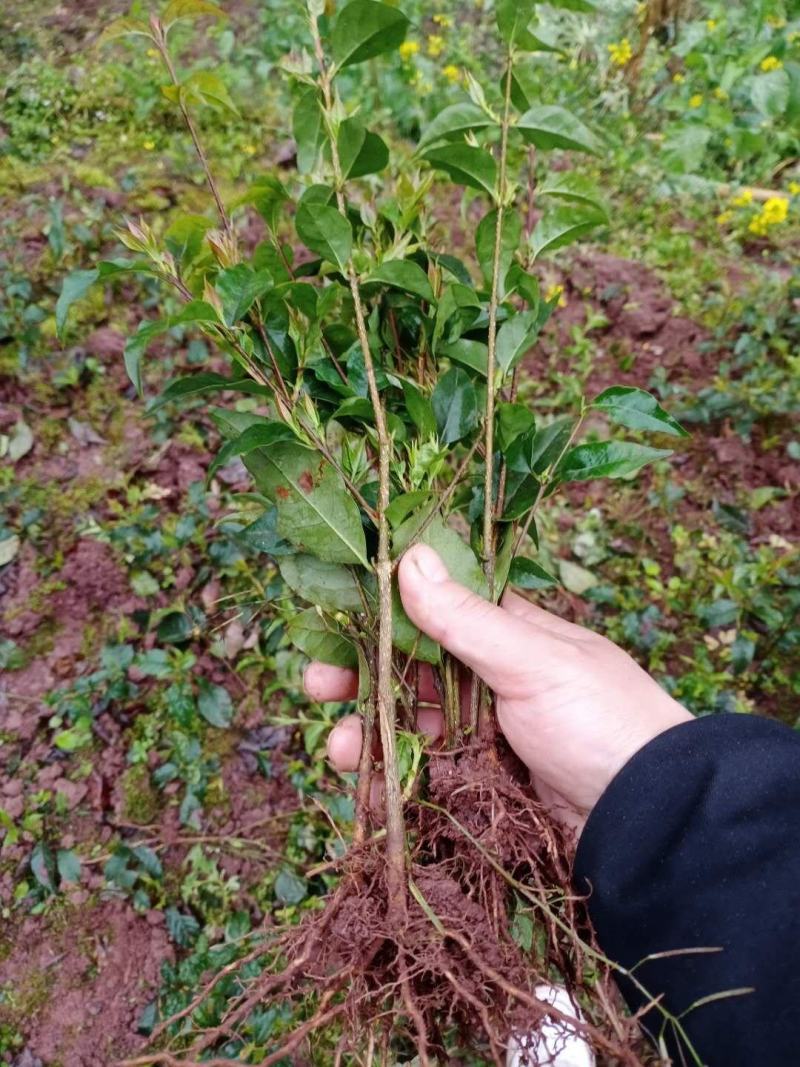 小叶苦丁茶苗扦插苗，要的赶紧，数量不多！