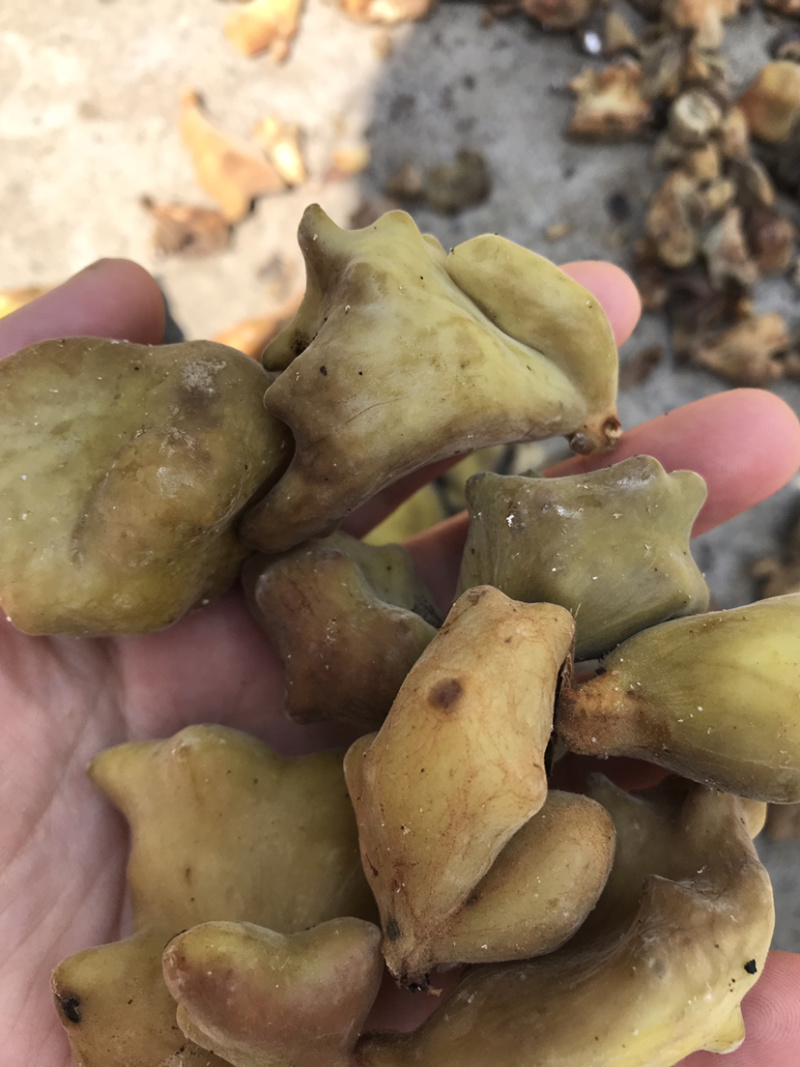 大山深处的五倍子，干货