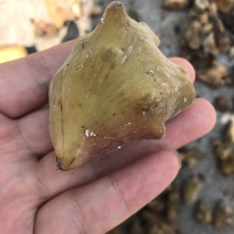 大山深处的五倍子，干货