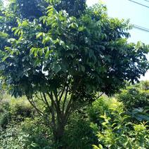 黄皮果树（3.5~5米高）