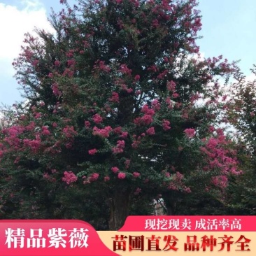精品紫薇，紫叶紫薇包成活技术指导造型美观