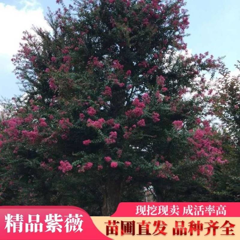 精品紫薇，紫叶紫薇包成活技术指导造型美观