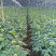 2024年新三七花云南文山三七花茶田七花500包邮