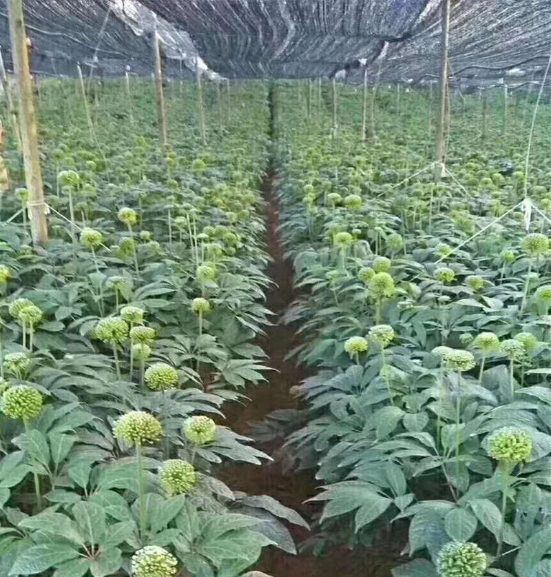 2024年新三七花云南文山三七花茶田七花500包邮