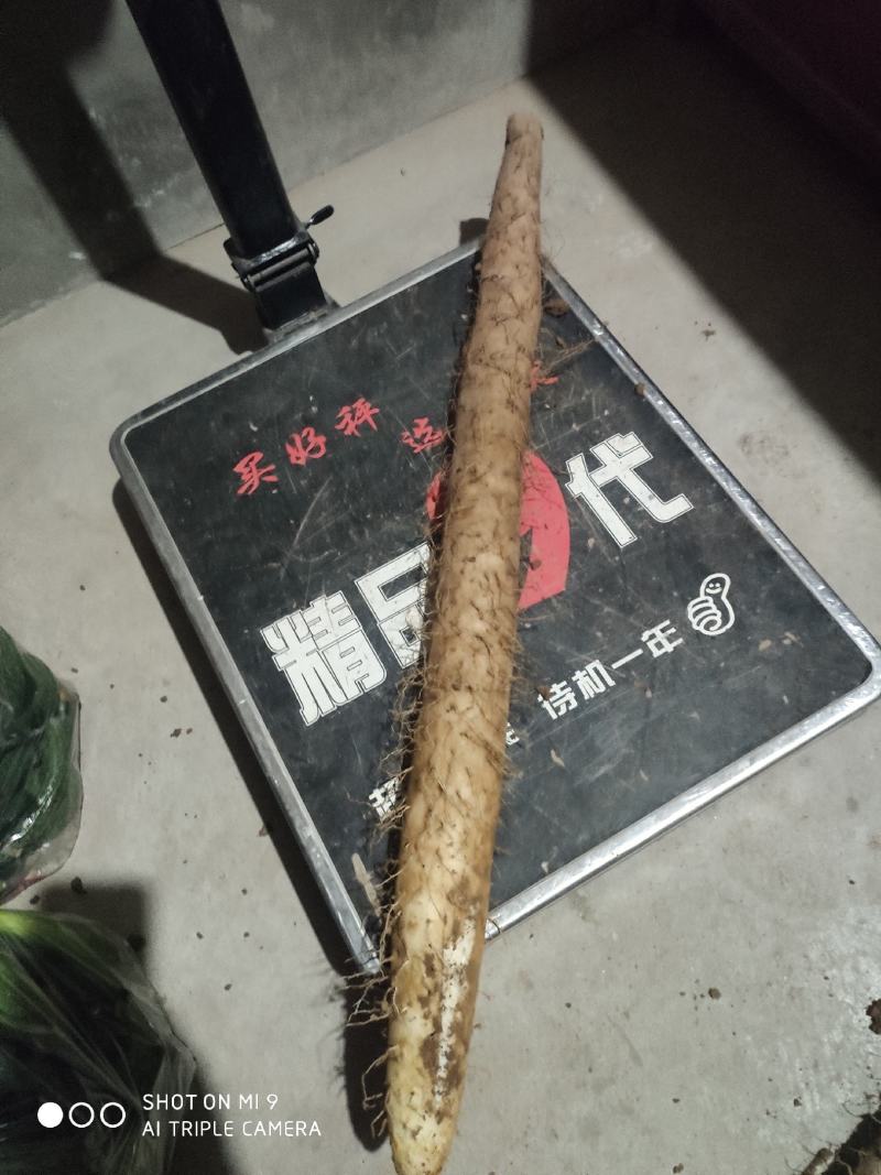 山西，沙土地，白玉山药！以质论价，诚信经营！即将上市！
