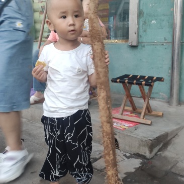 山西，沙土地，白玉山药！以质论价，诚信经营！即将上市！