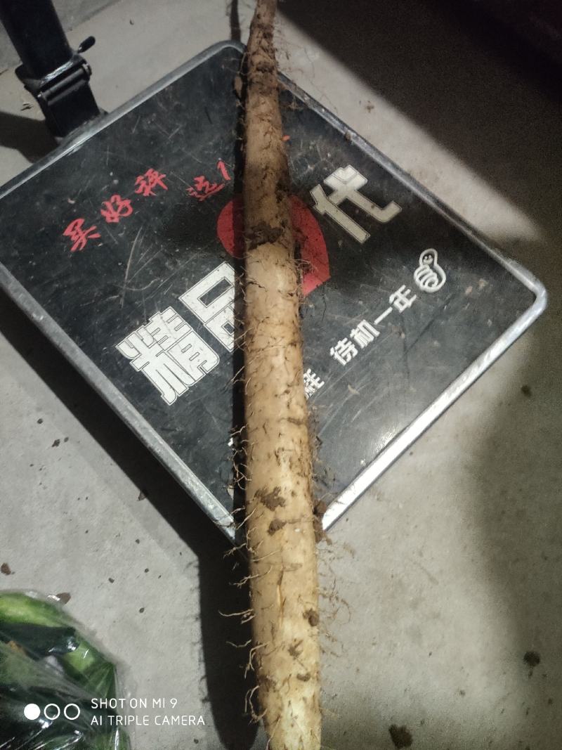 山西，沙土地，白玉山药！以质论价，诚信经营全国发货