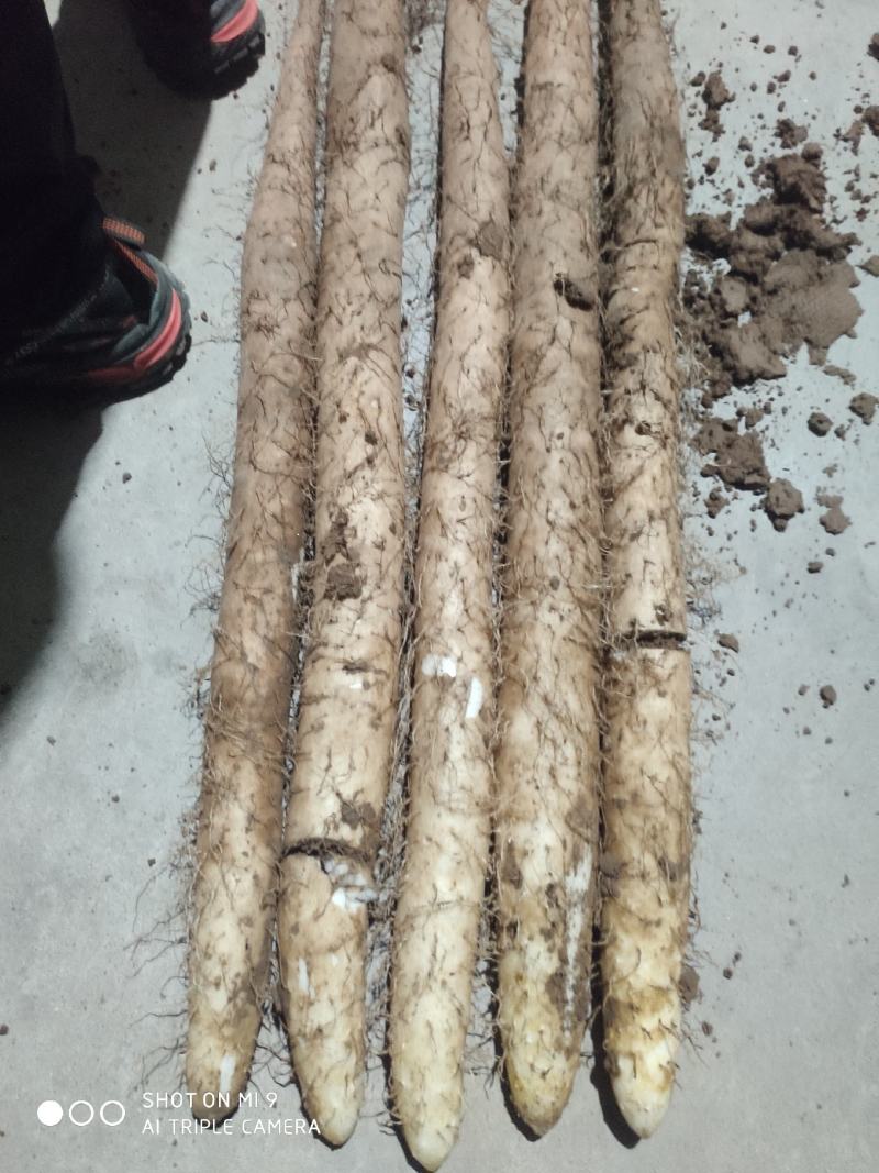 山西白玉山药2021新货上市，大量有货，保质保量，合作共
