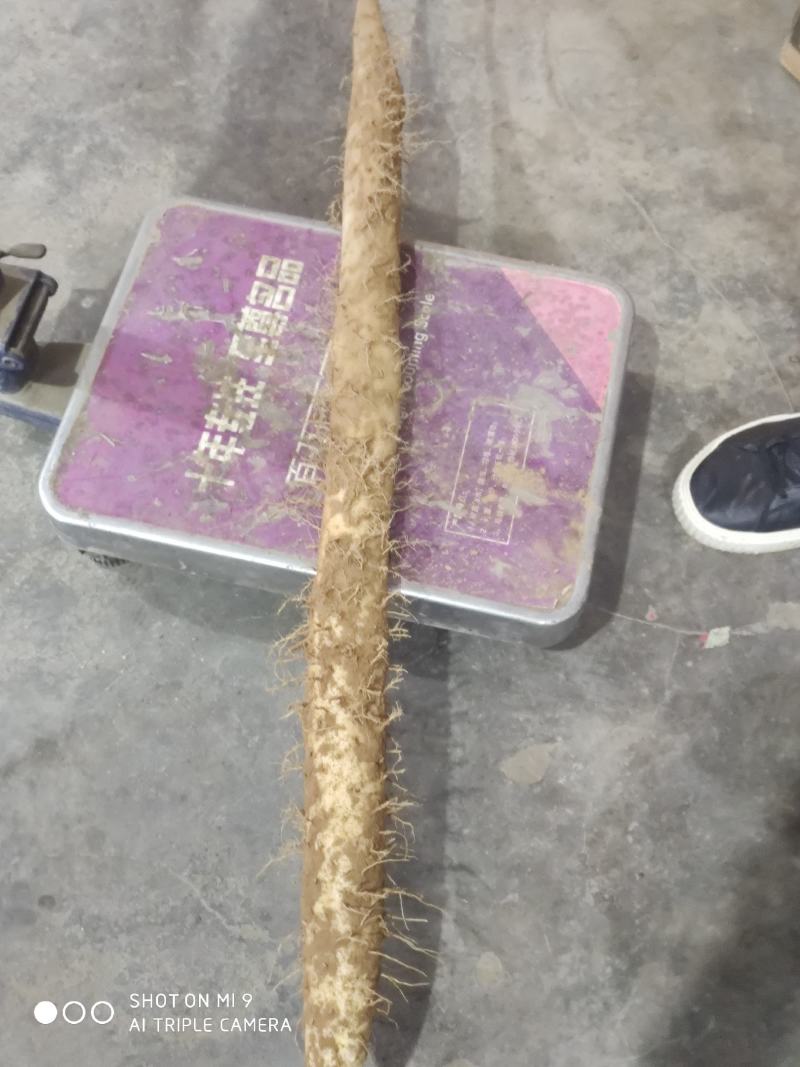 山西白玉山药2021新货上市，大量有货，保质保量，合作共