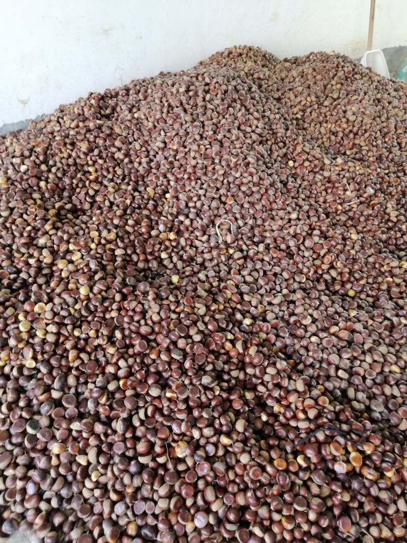 贵望板栗大量上市，美丽价格，美丽内质，颜色均匀果粒新鲜