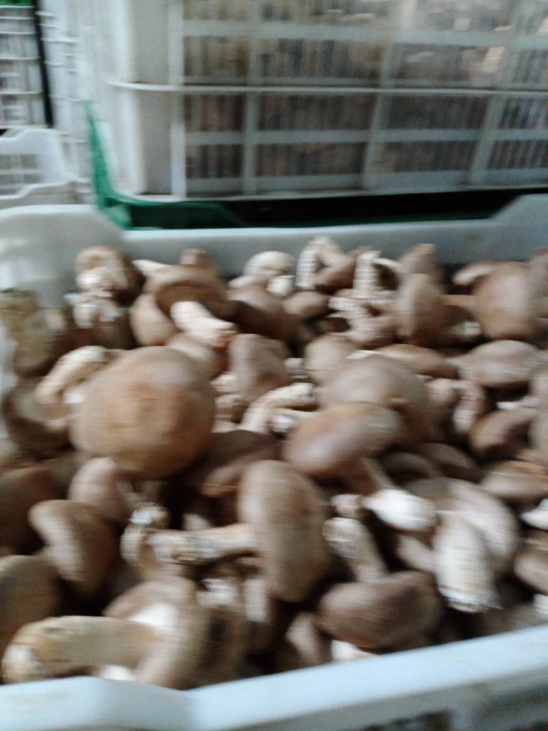 承德食用菌香菇，味好，价格公道！一年四季有货，常年代收，