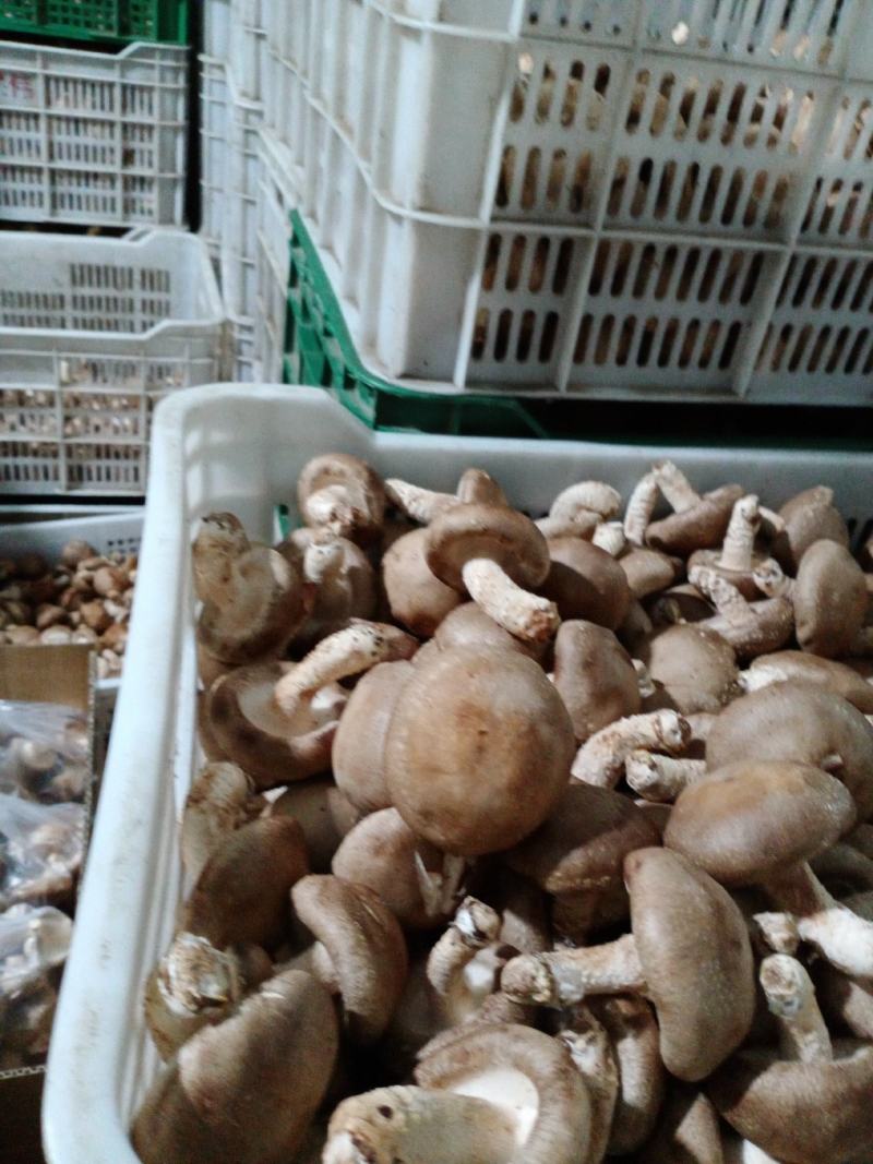 承德食用菌香菇，味好，价格公道！一年四季有货，常年代收，