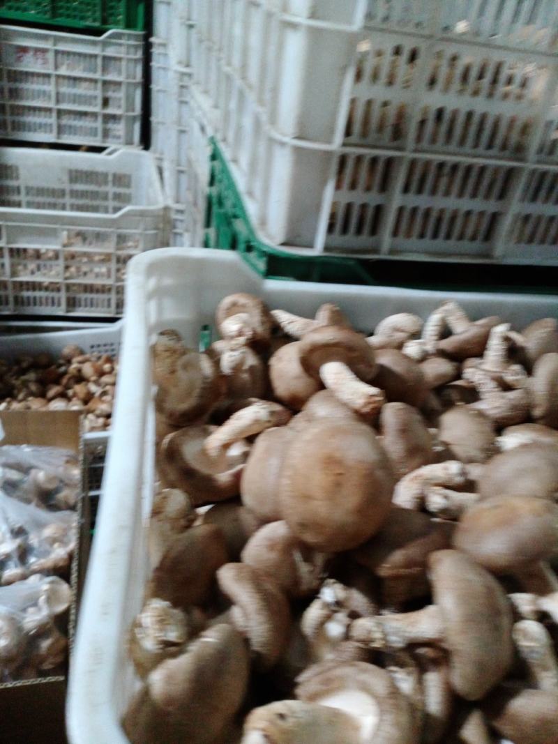 承德食用菌香菇，味好，价格公道！一年四季有货，常年代收，