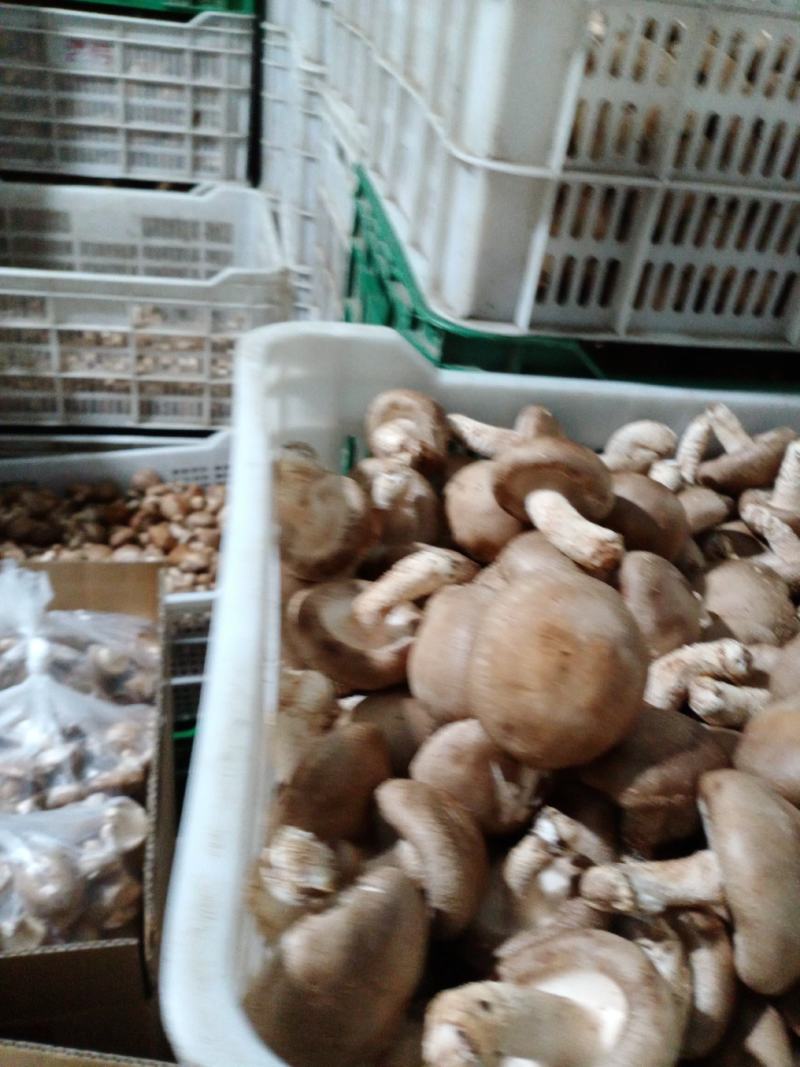 承德食用菌香菇，味好，价格公道！一年四季有货，常年代收，