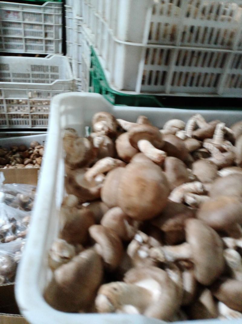 承德食用菌香菇，味好，价格公道！一年四季有货，常年代收，