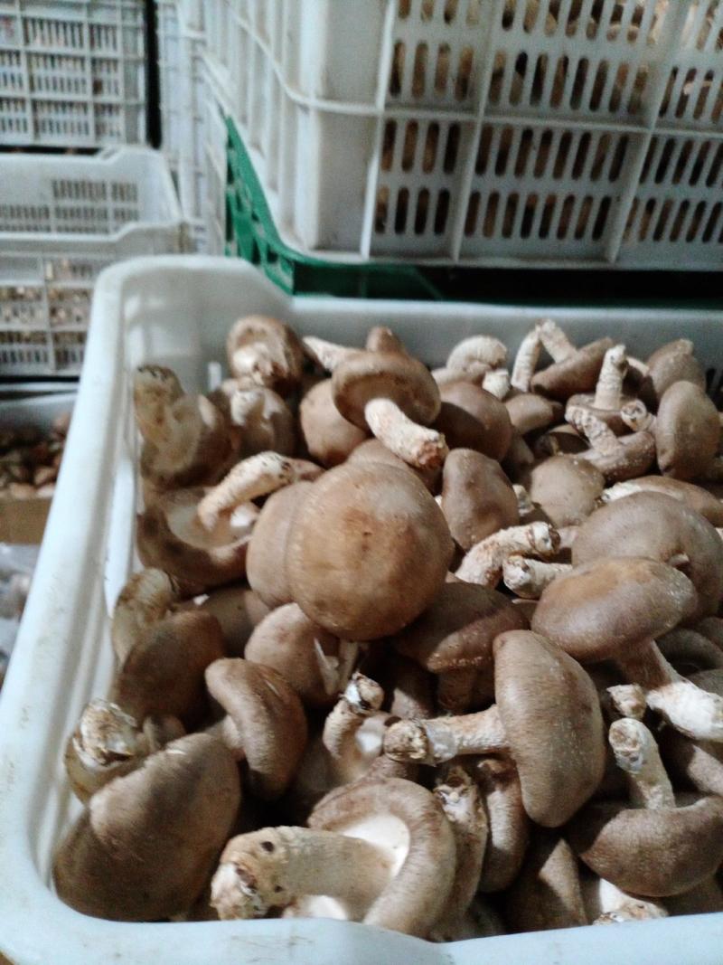 承德食用菌香菇，味好，价格公道！一年四季有货，常年代收，