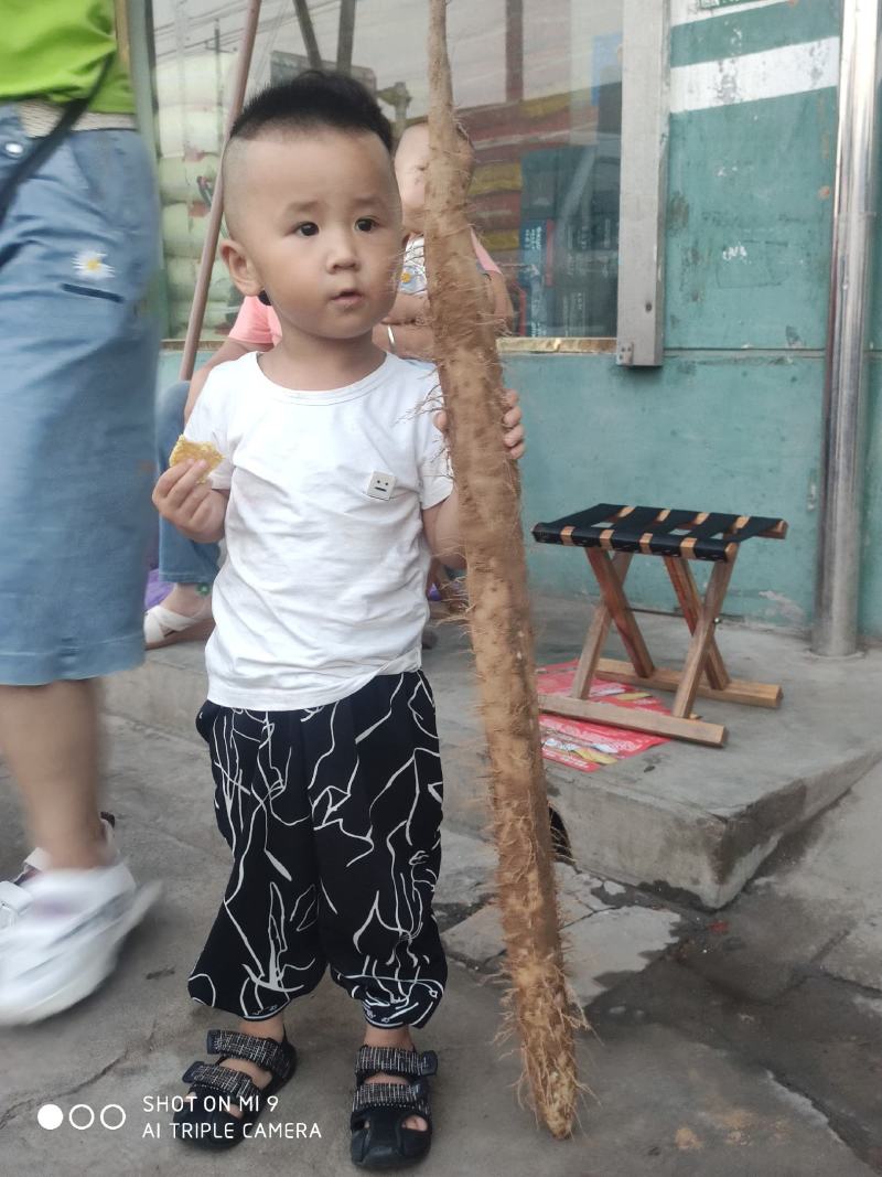 山西白玉山药2024新货上市，大量有货，保质保量，合作共