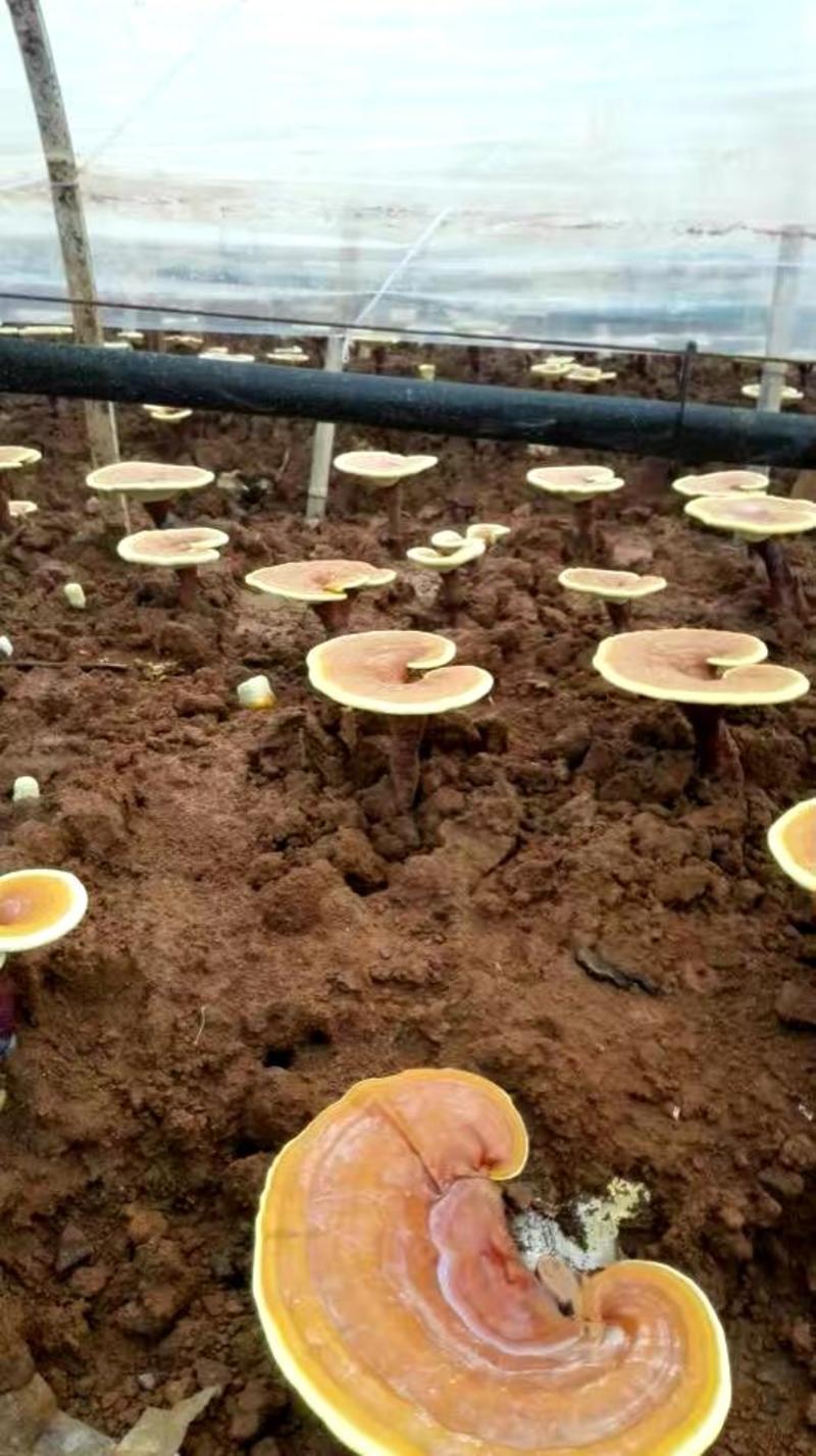 西峡县科达菌种厂有香菇菌种有需要下单