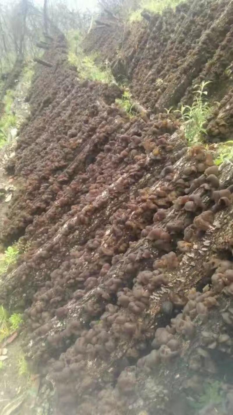 西峡县科达菌种厂有香菇菌种有需要下单