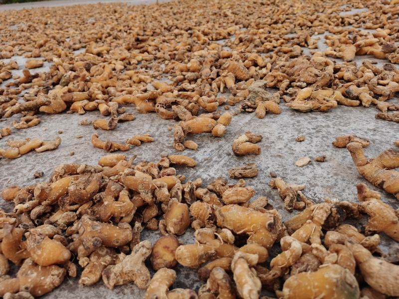 中药材黄精贵州野生大鸡头黄精多花姜型黄精