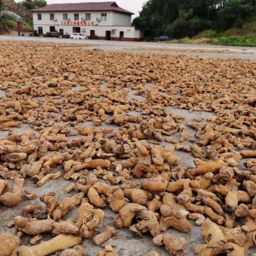中药材黄精贵州野生大鸡头黄精多花姜型黄精
