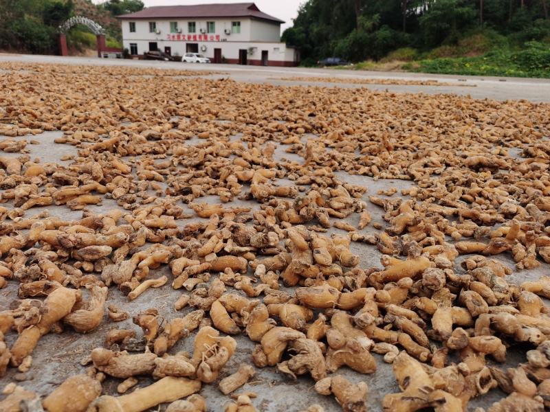 中药材黄精贵州野生大鸡头黄精多花姜型黄精