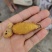 中药材黄精贵州野生大鸡头黄精多花姜型黄精