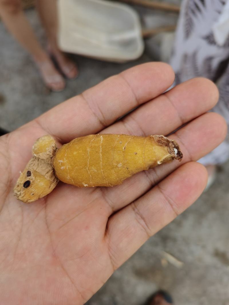 中药材黄精贵州野生大鸡头黄精多花姜型黄精