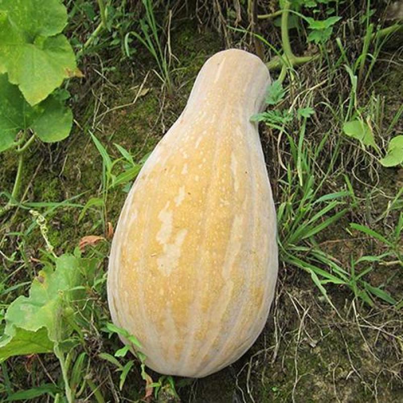 金韩蜜本老南瓜，粉甜面