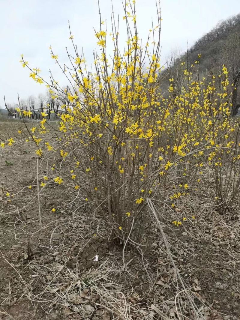 连翘东北连翘迎春花连翘小苗可视频看货